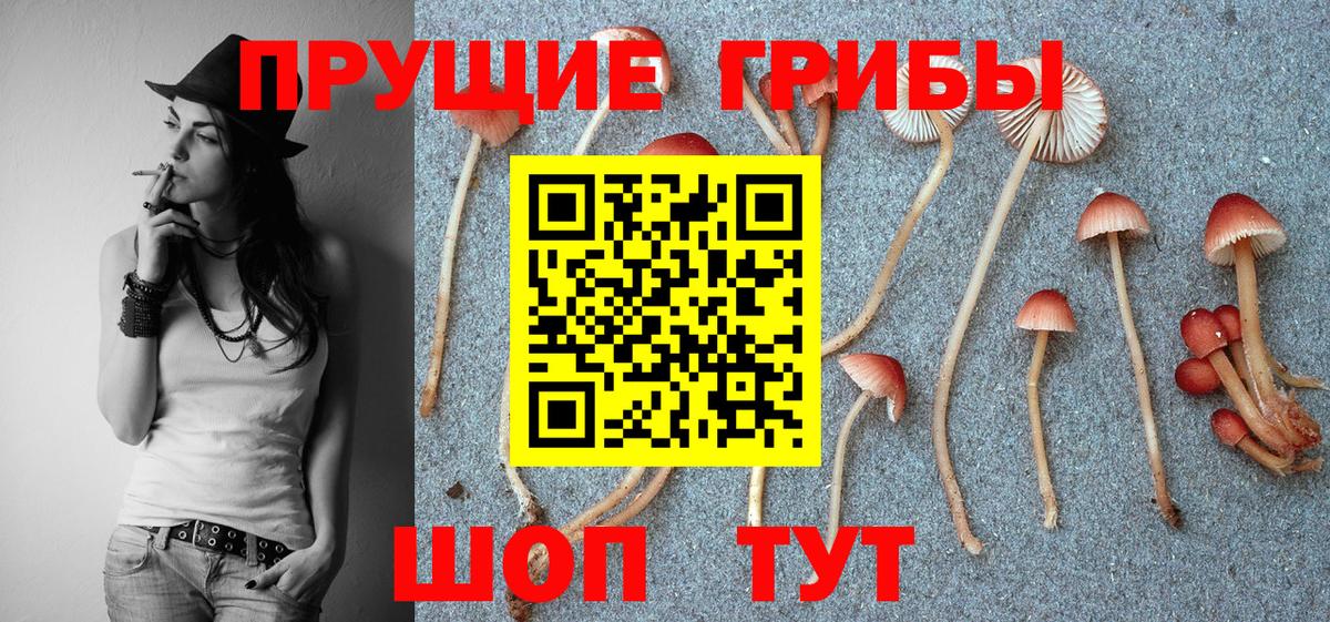 Псилоцибиновые грибы GOLDEN TEACHER  Нурлат 